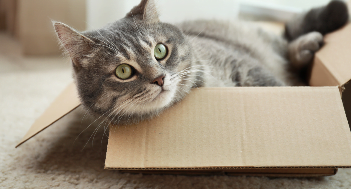 zadowolony kot wypełniający każdą wolną przestrzeń w pudełku kartonowym