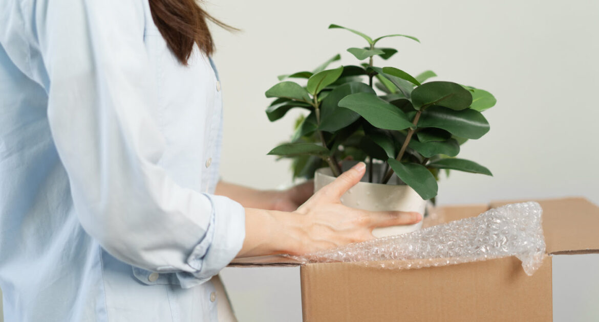 wysyłka roślin i kwiatów karton klapowy na kwiaty i rośliny