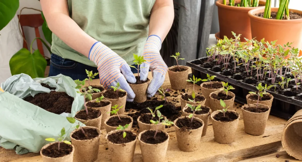 przygotowanie sadzonek roślin do wysyłki